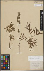 Foto von Salix repens L. x Salix viminalis L.